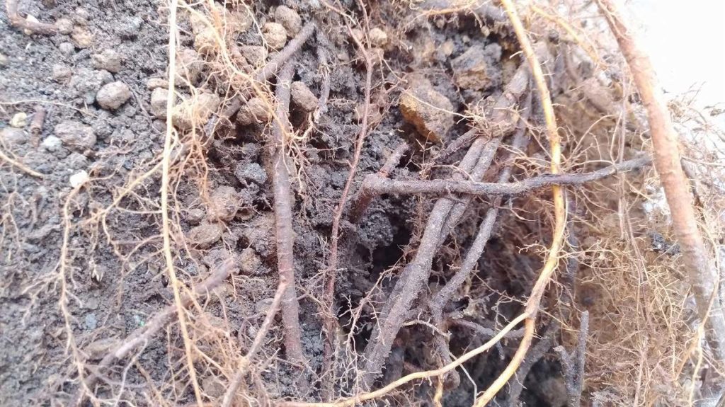 イチジクの根（黒っぽいのは枯れた根）