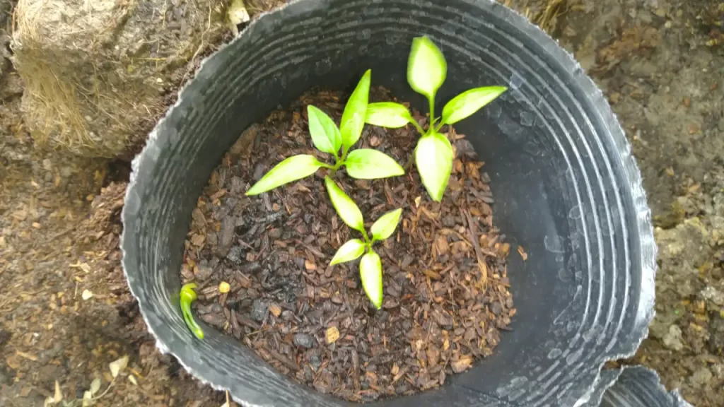 発芽した唐辛子