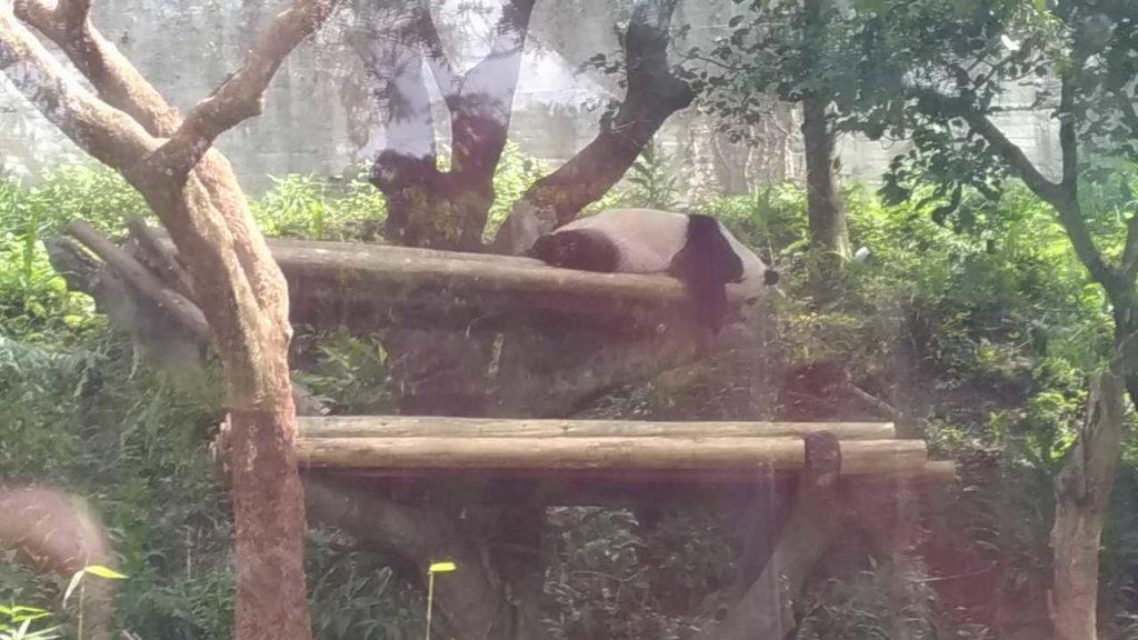 木柵動物園（台北市立動物園）のパンダ