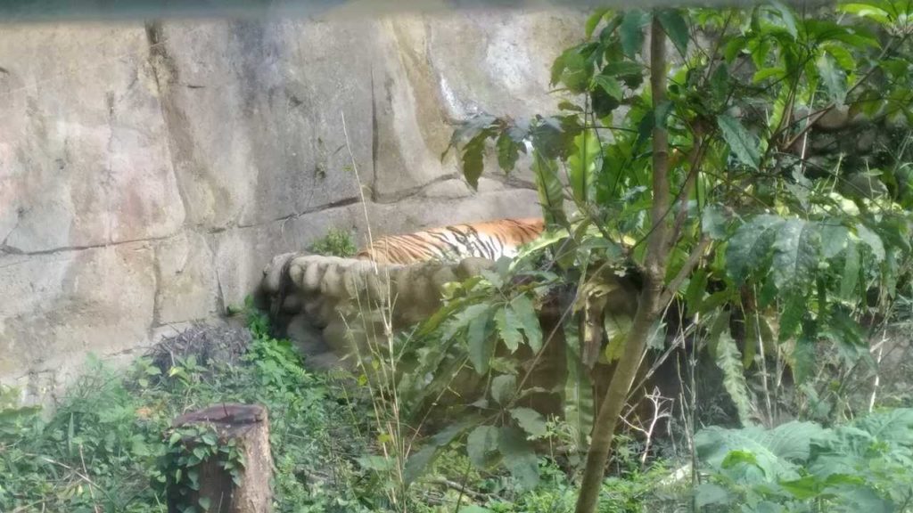 木柵動物園（台北市立動物園）のトラ