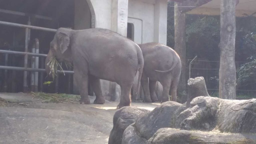 木柵動物園（台北市立動物園）の象