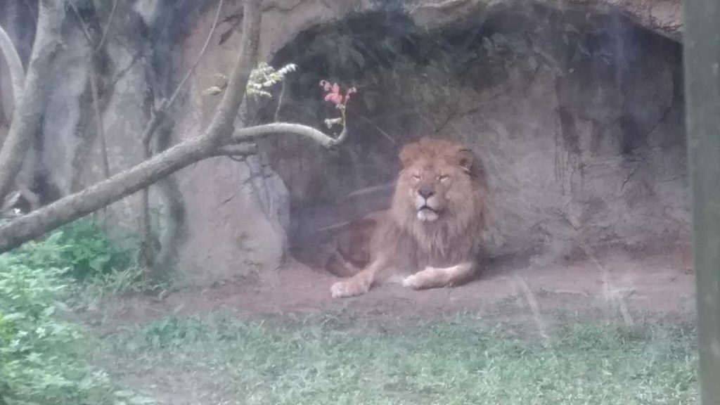 木柵動物園（台北市立動物園）のライオン