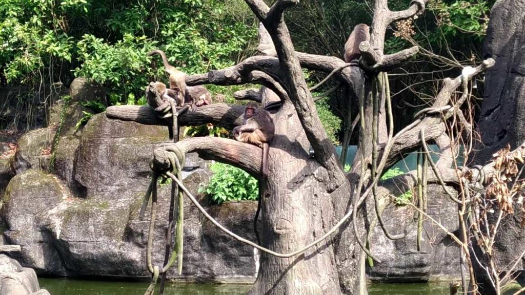 木柵動物園（台北市立動物園）の猿