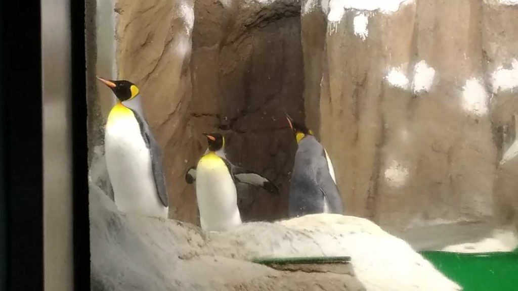 木柵動物園（台北市立動物園）のペンギン