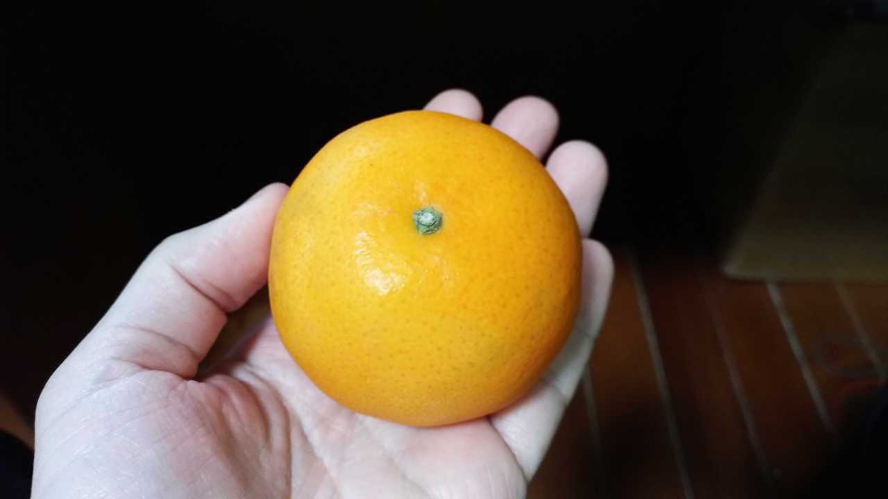 台湾でいただいた柑橘類（品種不明）