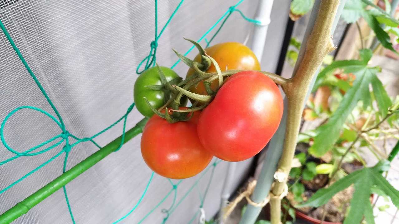 色づいたトマト