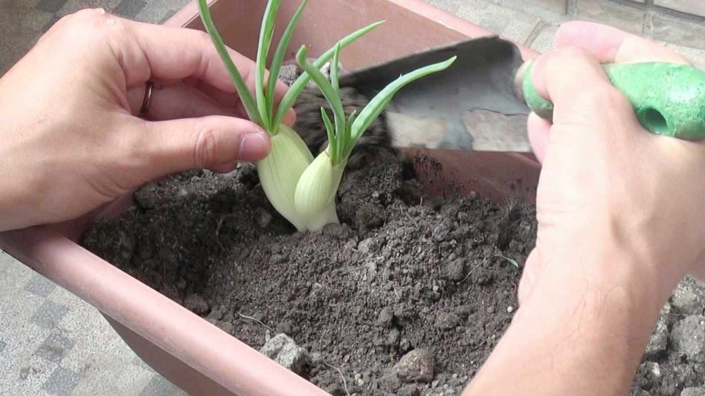 土に植え付けるタマネギ