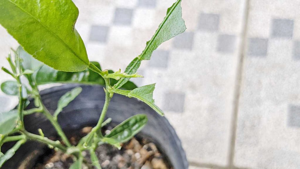 オナシアゲハの幼虫に葉っぱを食べられた植物