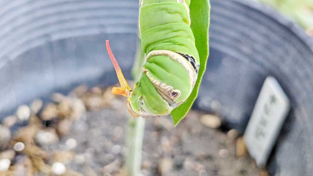 オナシアゲハの幼虫の触角