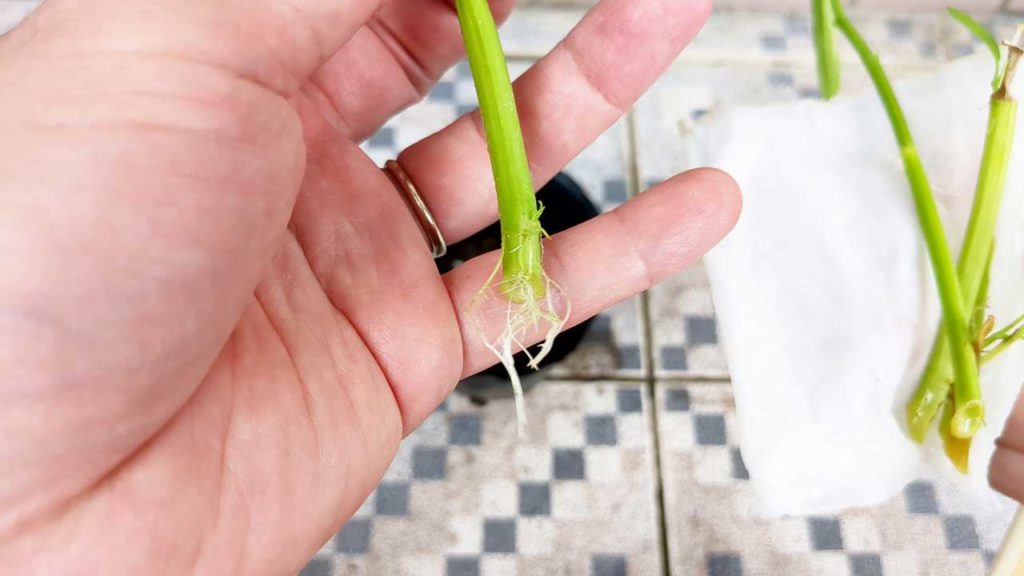 空芯菜の再生栽培