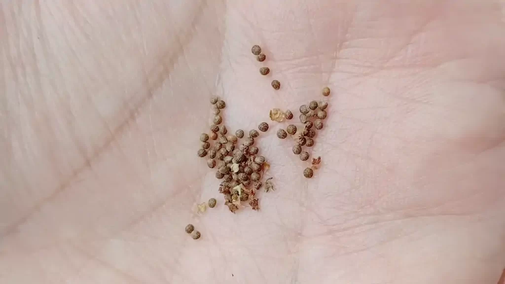 2024年に採取した青じその種