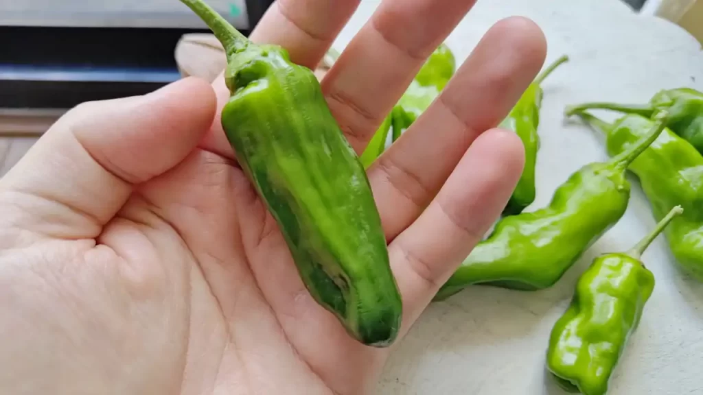 だいぶ大きくなったシシトウ