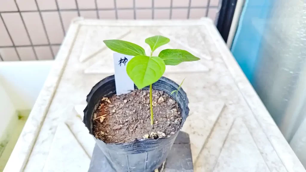 発芽から半月程度経過した柿の木