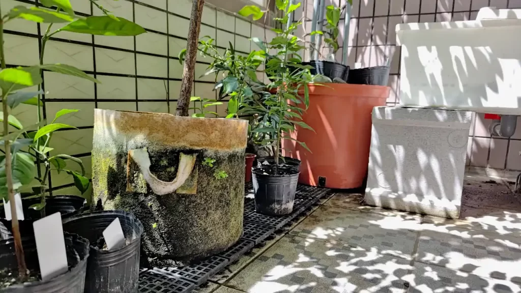 ベランダで梅の木に使用している不織布鉢（中央）