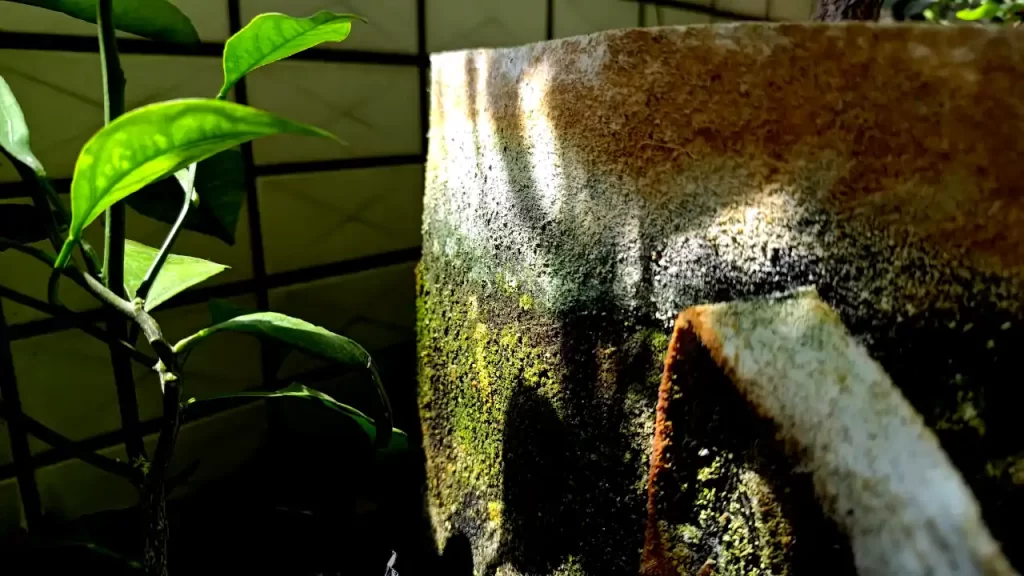 ベランダで梅の木に使用している不織布鉢