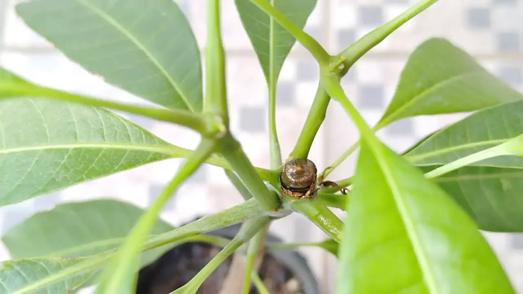 7月中旬に剪定したマンゴーの8月中旬の様子