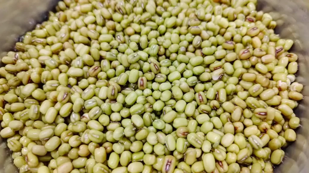 吸水が終わった緑豆