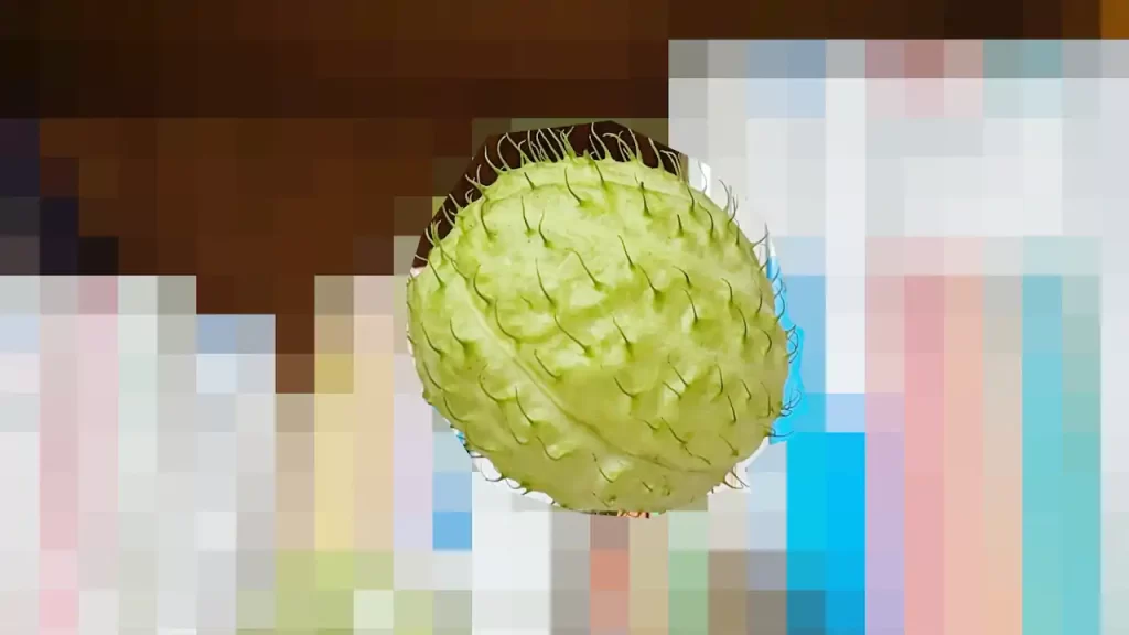 台湾でいただいたフウセントウワタ　2023年12月ごろ