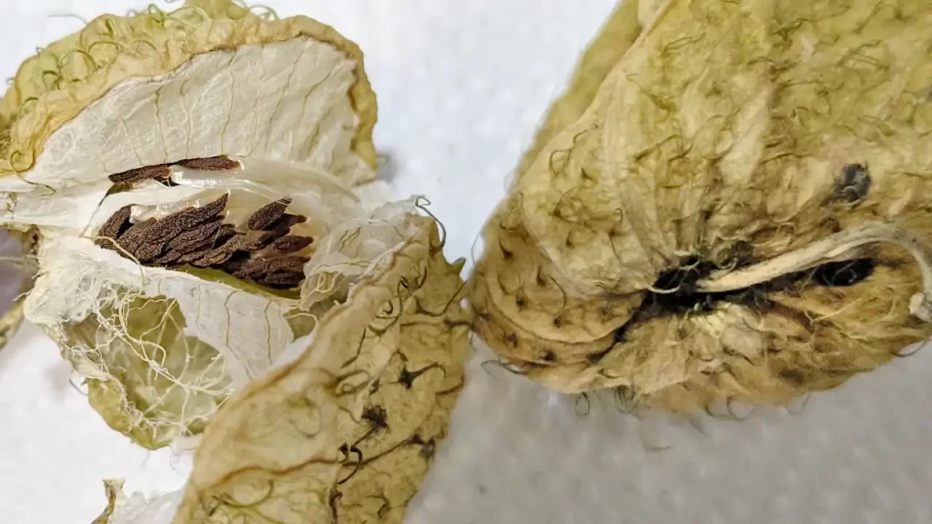 種を取ったフウセントウワタ　2024年1月ごろ