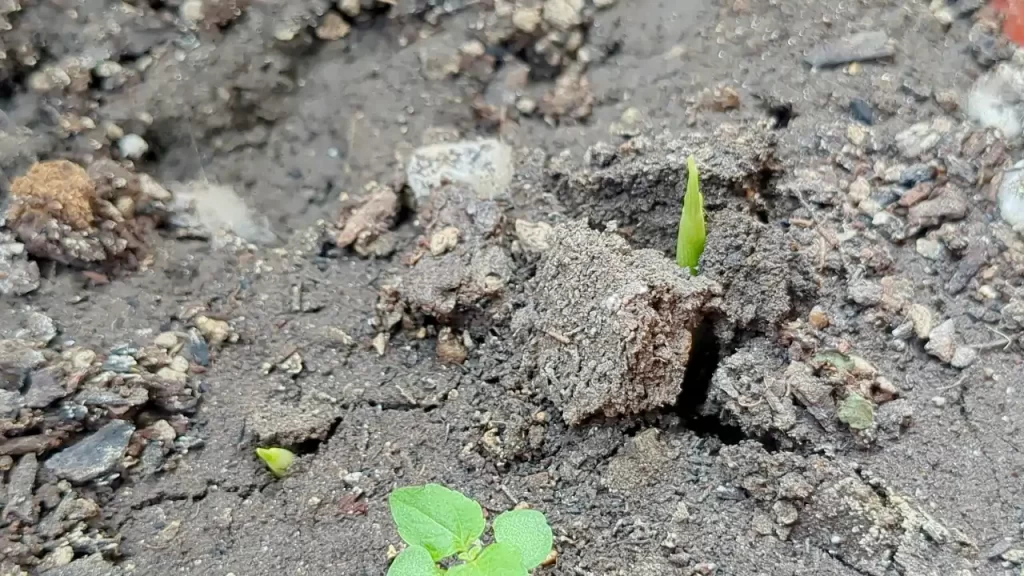 問題なく発芽した2025年のミョウガ