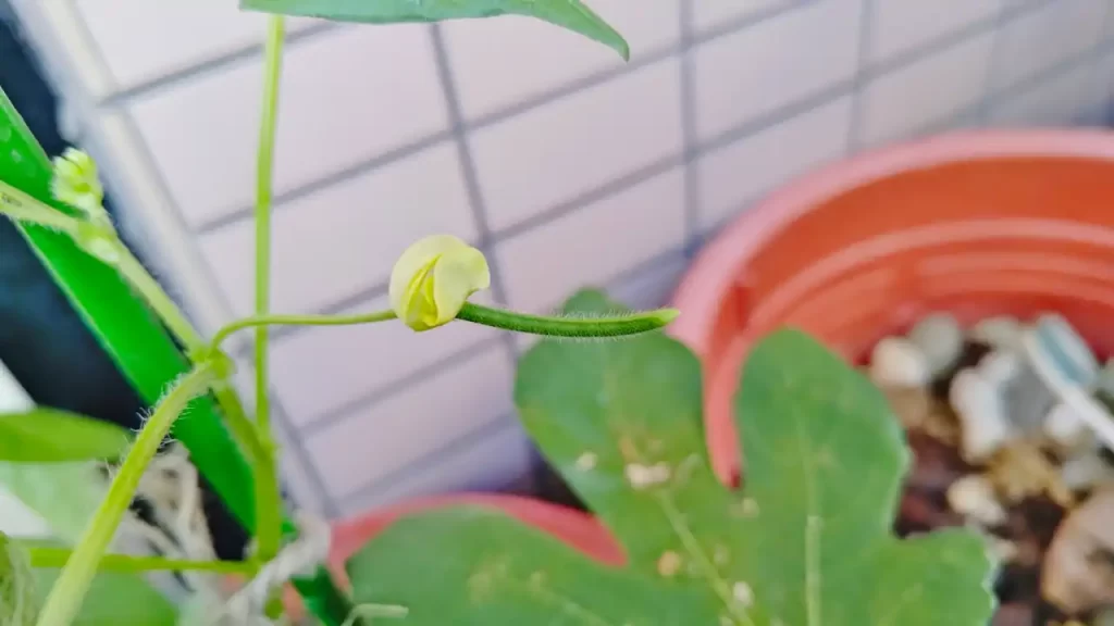 ベランダで栽培した緑豆（2025年8月ごろ）