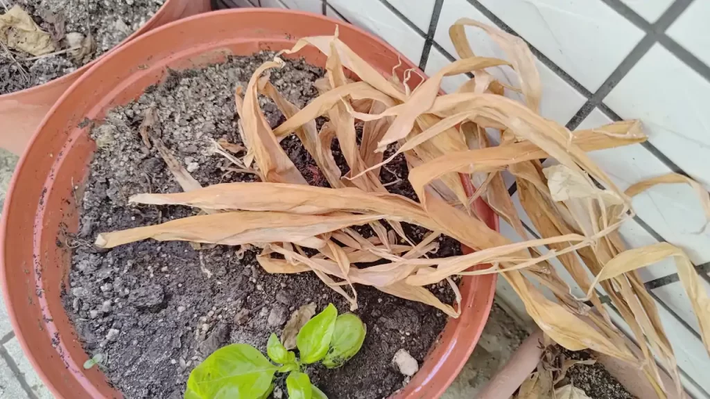 2025年も枯れてしまったベランダのミョウガ（8月ごろ）