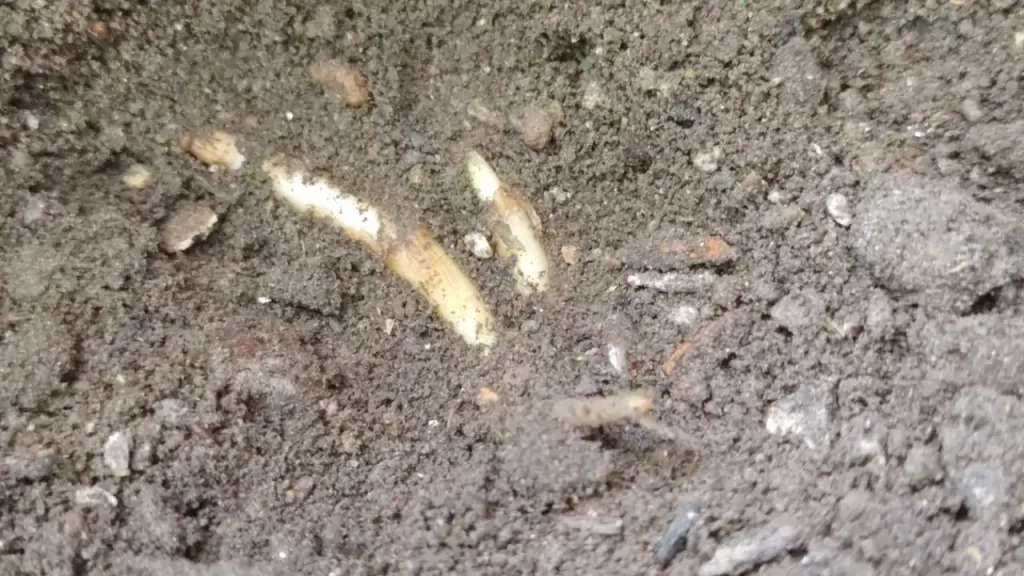 地上部が枯れた後のミョウガの地下茎（8月ごろ）