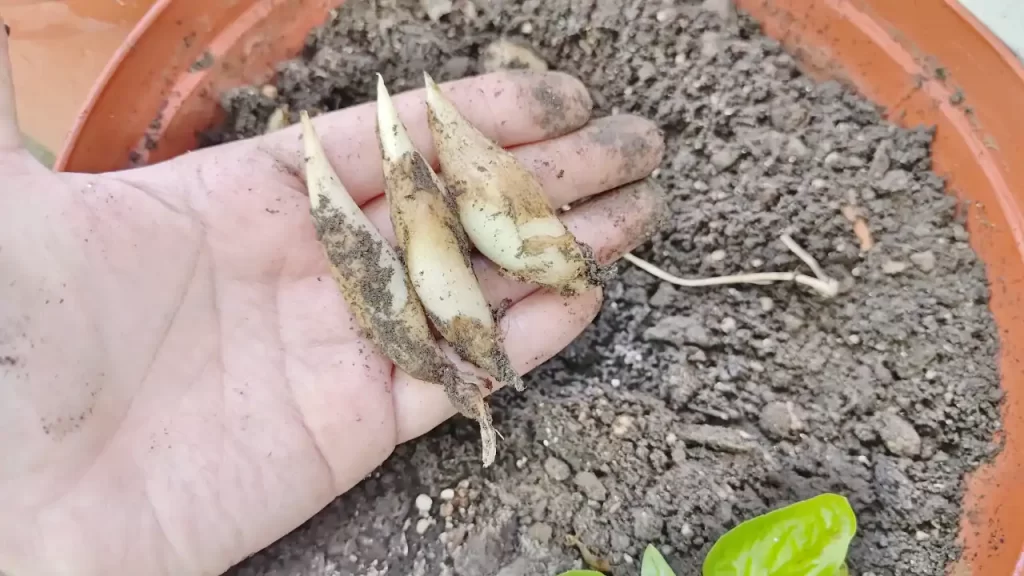 2025年に収穫したミョウガ（8月ごろ）