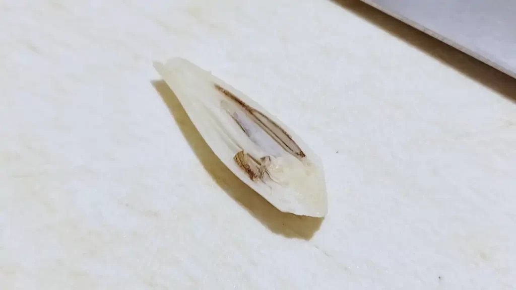 中が腐っていたミョウガ