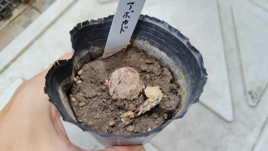 発芽しなかったアボカドの種