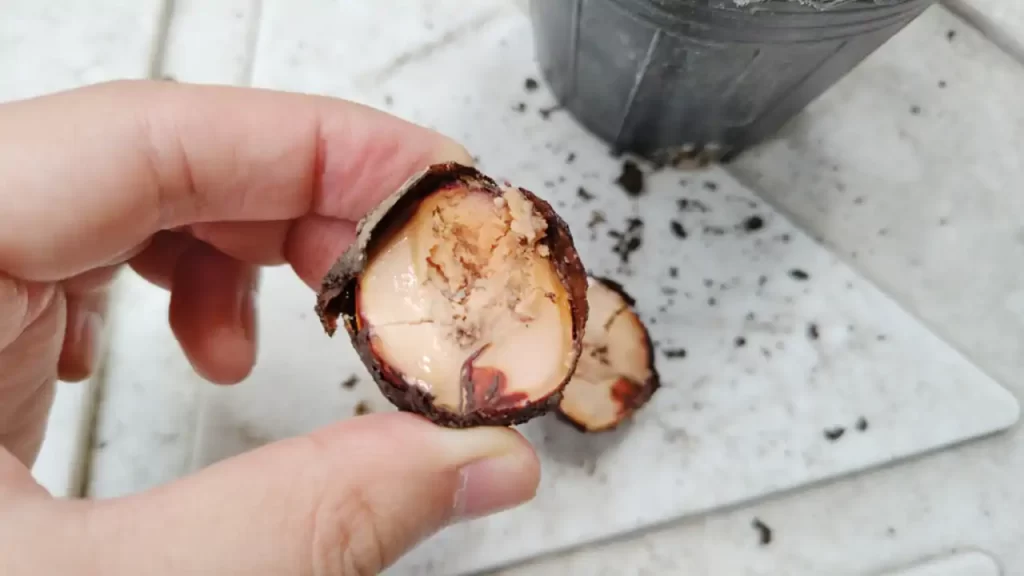 発芽しなかったアボカドの種を割ったところ