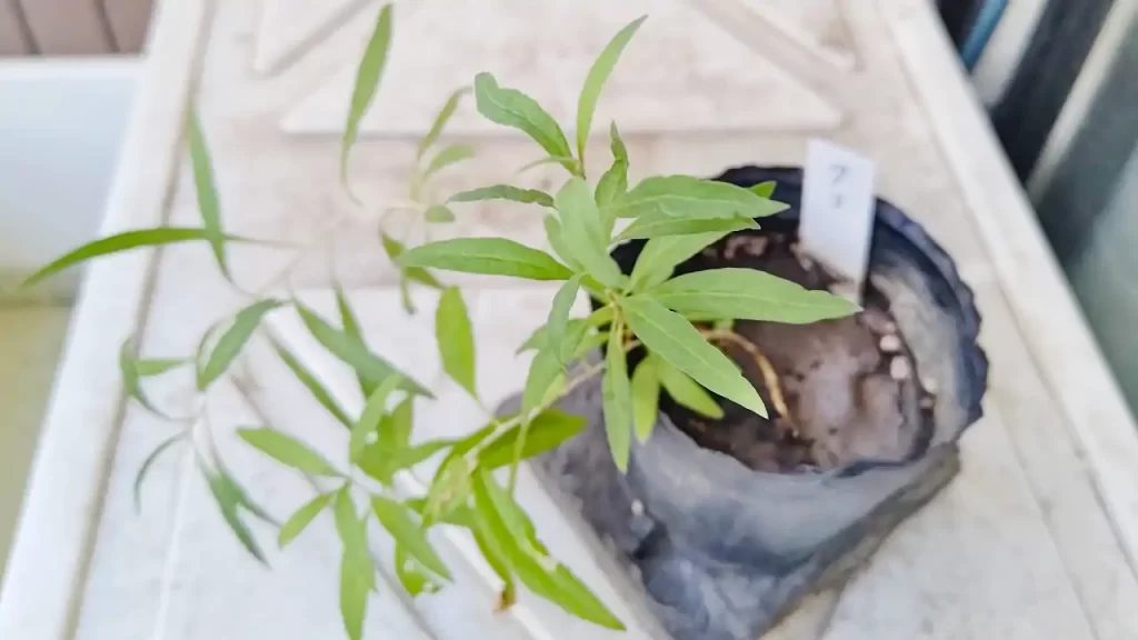 クコだと思って育てていたフウセントウワタ　2025年9月ごろ