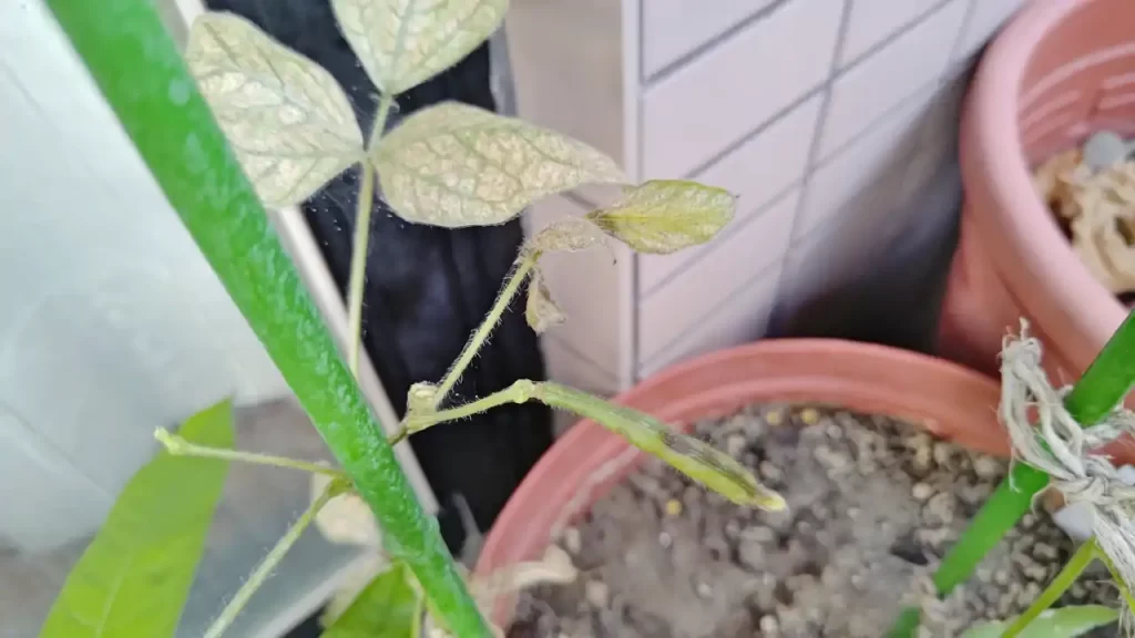 ベランダで栽培した緑豆（2025年9月ごろ）