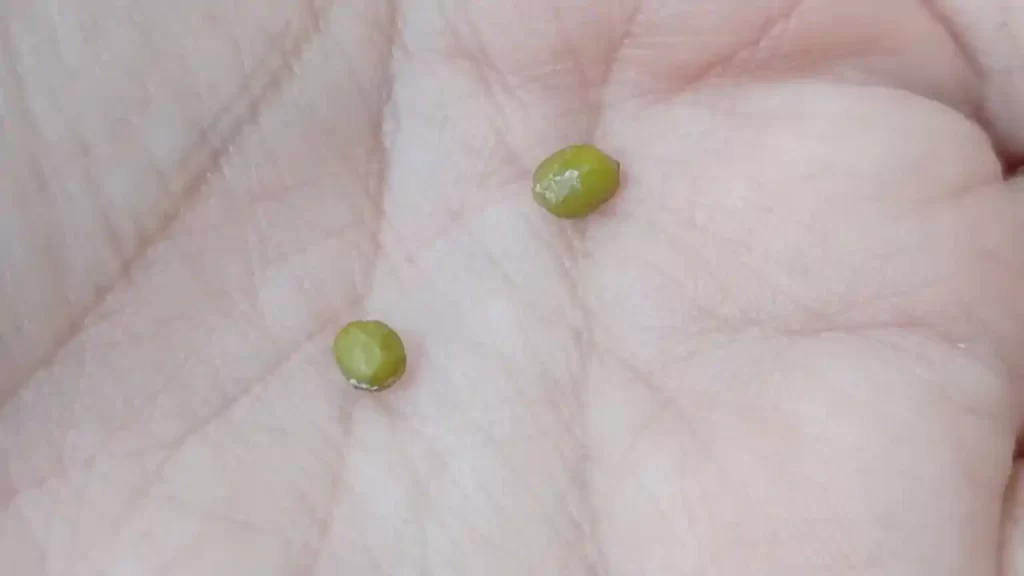 ベランダで栽培した緑豆（2025年9月ごろ）