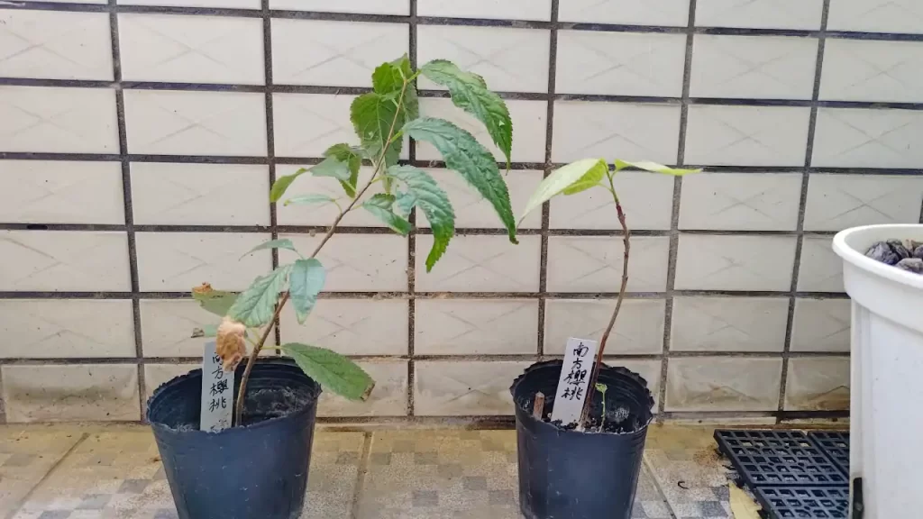 発芽から約1年経過した南方櫻桃（おそらく中国系のサクランボ）