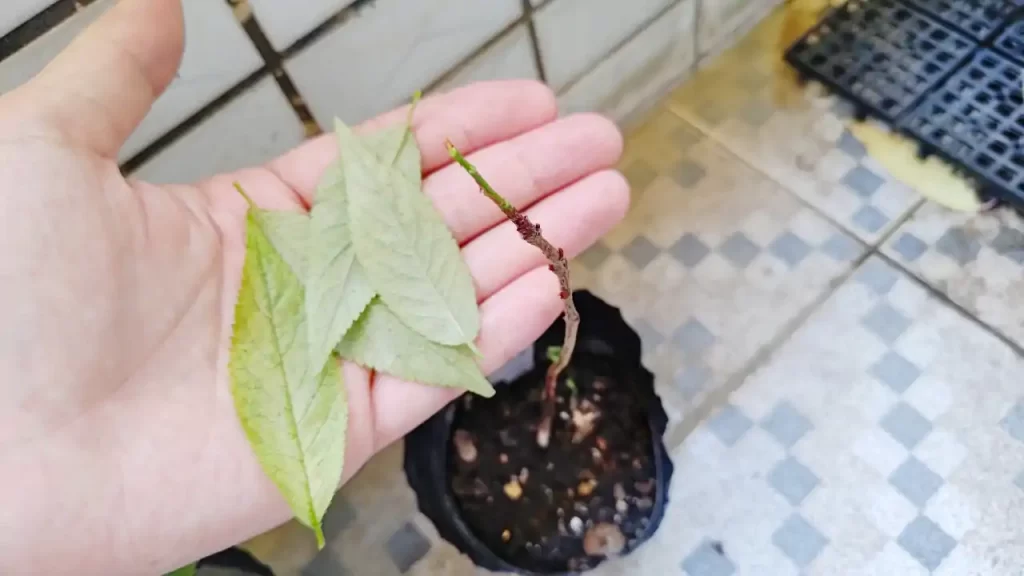 葉が落ちてしまう南方櫻桃（おそらく中国系のサクランボ）