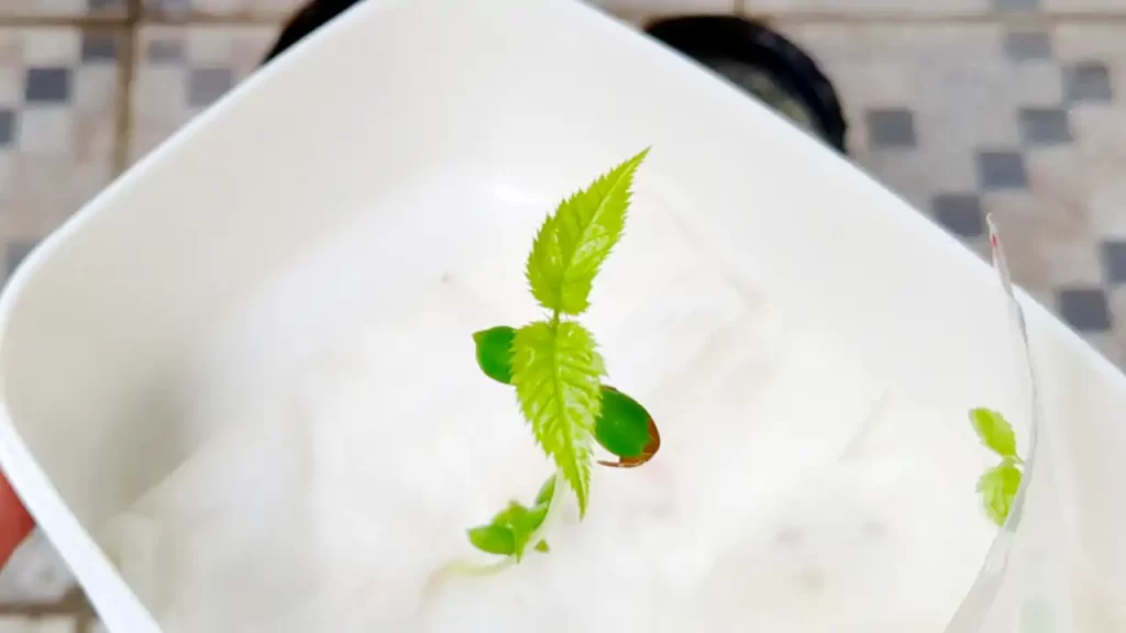 発芽した南方櫻桃（おそらく中国系のサクランボ）