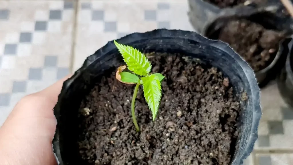 土に植え替えた南方櫻桃（おそらく中国系のサクランボ）