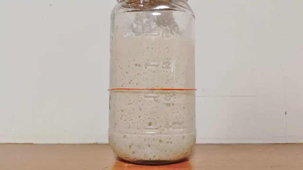 レーズン酵母による元種作りの様子(3日目の発酵完了時)