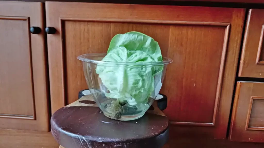 収量を増やそうと液肥に付けているレタス