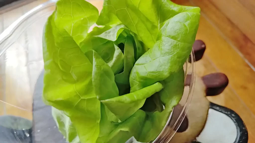 収穫量を増やそうと液肥に付けている葉レタス