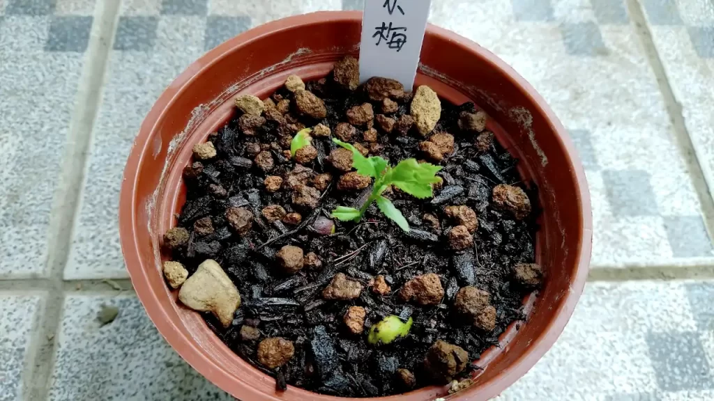 発芽した梅 2021年6月