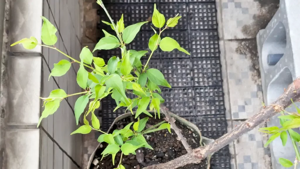 種から育てている梅の木 2025年2月ごろ