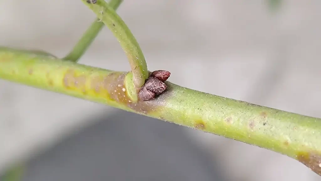 種から育てている梅の木の杏梅を接ぎ木した部分に出てきた芽