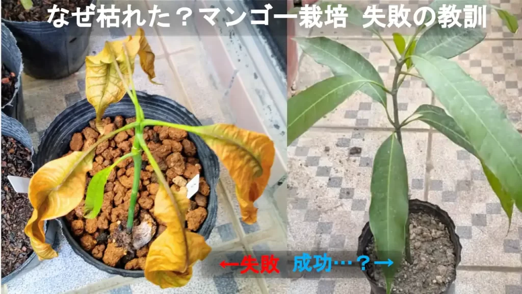 枯れたマンゴーの木(左)と青々としたマンゴーの木(右)