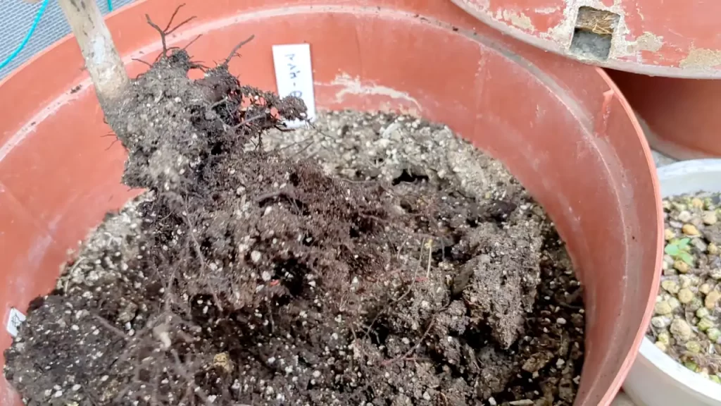 根がかなり少ない枯れたマンゴーの木