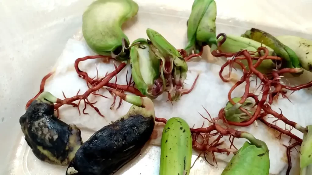 マンゴーの種の発根(黒くなるものとならないものが混ざる)